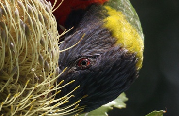 IMG_8781b.jpg